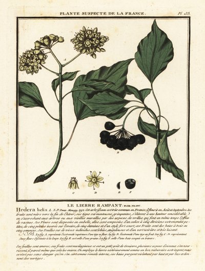 Edera comune, Hedera helix da Unbekannter Künstler