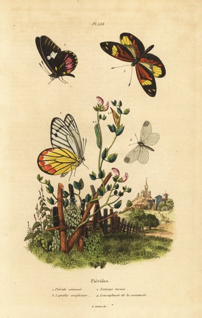 Farfalla comune jezebel, Delias eucharis 1, farfalla bianca cattleheart, Archonias brassolis 2, farfalla bianca tigre mimica, Dismorphia amphione 3, farfalla bianca del legno, Leptidea sinapis 4 da Unbekannt
