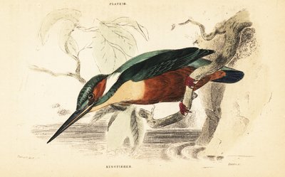 Martin pescatore comune, Alcedo atthis. 1889 (incisione) da Unbekannter Künstler
