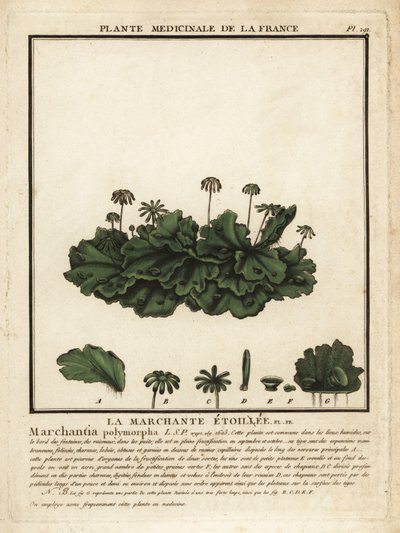 Marchantia comune, Marchantia polymorpha da Unbekannter Künstler