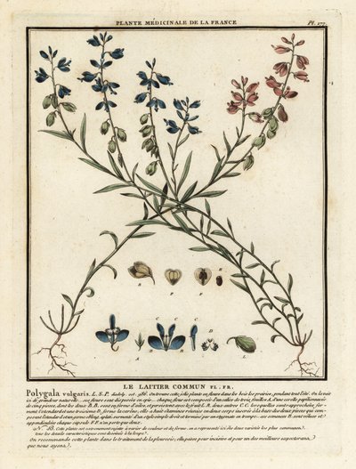 Polygala vulgaris da Unbekannter Künstler