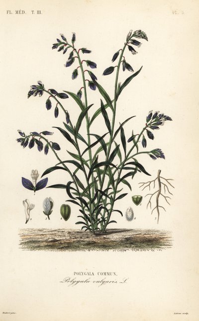 Poligala comune, Polygala vulgaris da Unbekannt