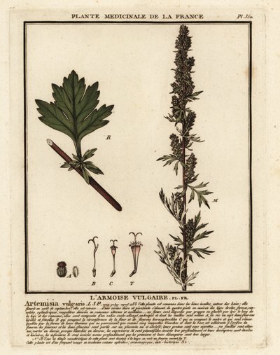 Artemisia vulgaris da Unbekannter Künstler