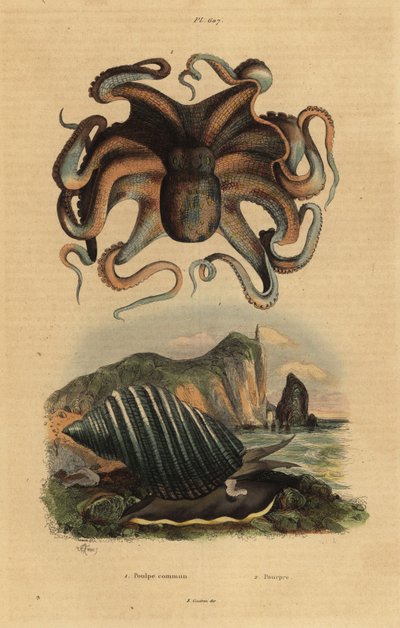 Polpo comune, Octopus vulgaris 1, e lumaca di mare, Dicathais orbita 2 da Unbekannt