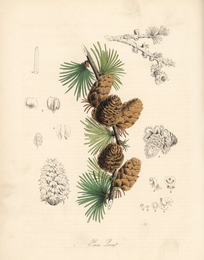 Larice bianco, Larix decidua. Litografia colorata a mano di C. Chabot disegnata da Miss M. A. Burnett da "Plantae Utiliores: o Illustrazioni di Piante Utili", Whittaker, Londra da Unbekannter Künstler