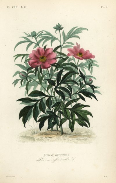 Peonia comune, Paeonia officinalis da Unbekannt
