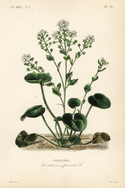 Cochlearia officinalis da Unbekannt