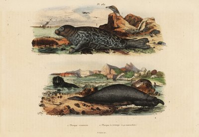 Foca comune, Phoca vitulina e elefante marino settentrionale, Mirounga angustirostris da Unbekannt