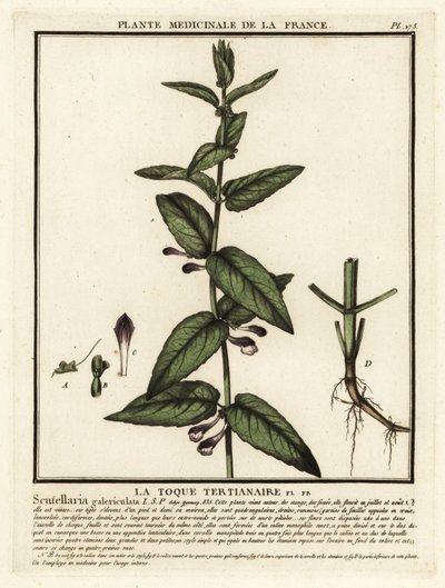 Scutellaria comune, Scuttelaria galericulata da Unbekannter Künstler