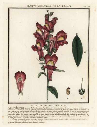 Bocca di leone comune, Antirrhinum majus da Unbekannter Künstler