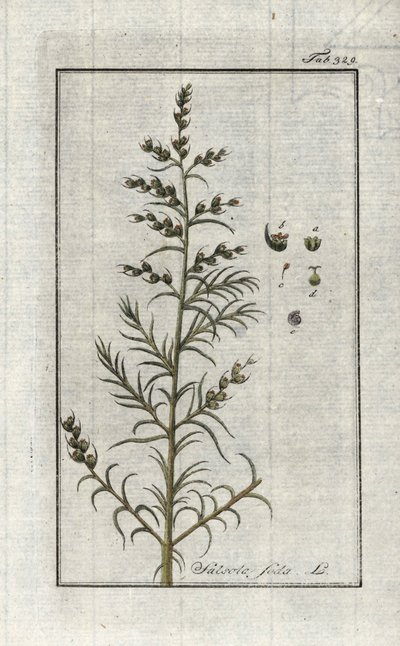 Salsola soda. Litografia da 