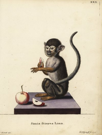 Scimmia scoiattolo comune, Saimiri sciureus. Simia sciurea Linn. Incisione a mano colorata su rame di Hermann Jakob Tyroff dopo un