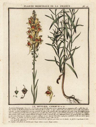 Linaria comune, Linaria vulgaris da Unbekannter Künstler