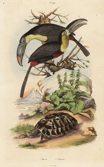 Tartaruga comune, Testudo graeca, tucano dal petto zolfo, Ramphastos sulfuratus, e tucano dalla gola bianca, Ramphastos tucanus da Unbekannt