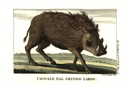 Facocero comune, Phacochoerus africanus. Da Francois Le Vaillant (Levaillant da Unbekannter Künstler