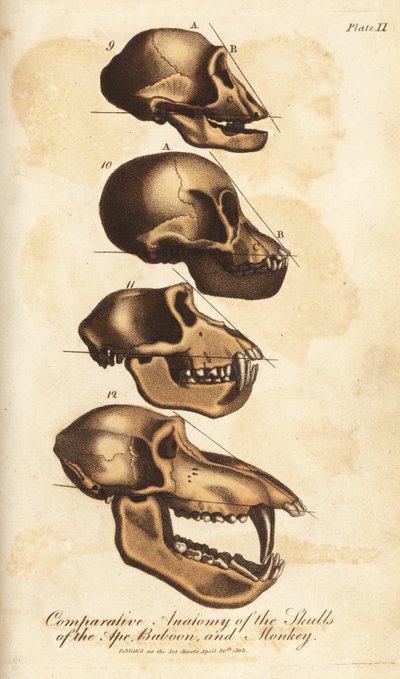 Anatomia comparata dei crani di scimmia, babbuino e scimmia - Incisione a mano colorata da Ebenezer Sibly