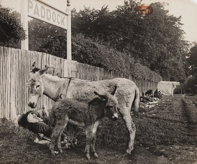 Composito di due asini, c 1909 da Unbekannt