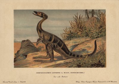 Compsognathus longipes, un genere di piccoli dinosauri bipedi carnivori del Giurassico da Unbekannter Künstler