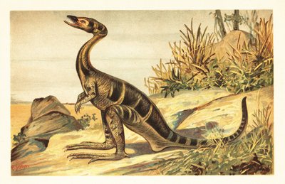 Compsognathus longipes, piccolo teropode carnivoro estinto. 1908 da Unbekannter Künstler
