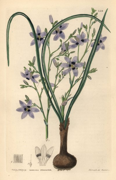Conanthere - Conanthera trimaculata (Cummingia trimaculata) da Unbekannter Künstler