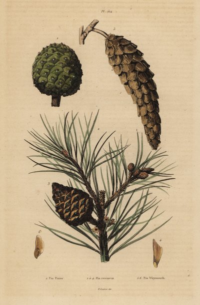 Coni di pino domestico, Pinus pinea, pino rosso, Pinus resinosa, e pino di Weymouth, Pinus strobus da Unbekannt
