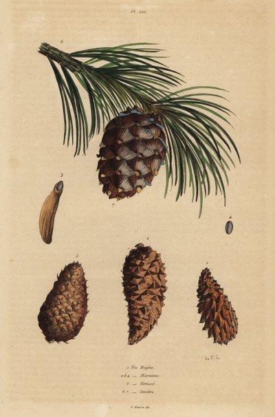 Coni di pino mugo, Pinus mugo, pino di Aleppo, Pinus halepensis, pino rigido, Pinus rigida, e pino cembro, Pinus cembra da Unbekannt