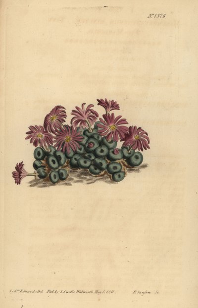 Conophytum minutum (Fico-margherita minuto, Mesembryanthemum minutum) da Unbekannt