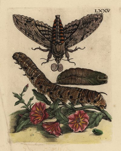 Sfinge convolvolo, Agrius convolvuli, bruco e pupa con convolvolo, Convolvulus arvensis LXXV da Unbekannt