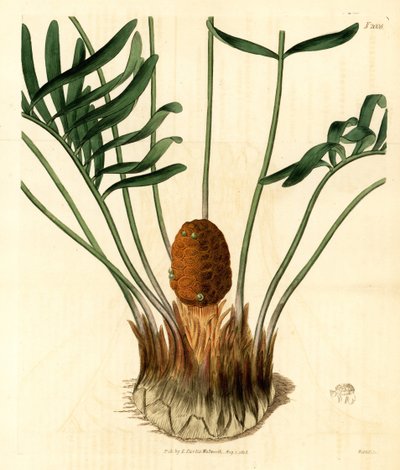 Coontie, Zamia pumila var. maschio. Incisione a mano colorata su rame di Weddell dal Botanical Magazine di Samuel Curtis, Londra da Unbekannter Künstler