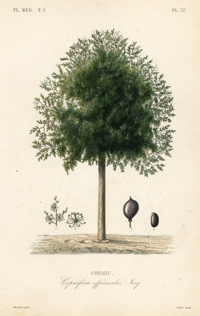 Albero di copaiba da Unbekannt