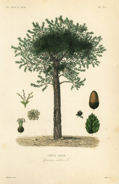 Quercia da sughero da Unbekannt