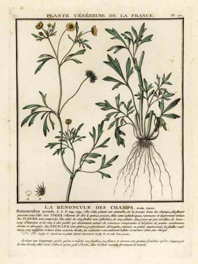 Ranuncolo dei campi, Ranunculus arvensis da Unbekannter Künstler
