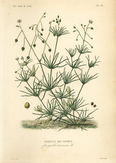 Spergola dei campi, Spergula arvensis da Unbekannt