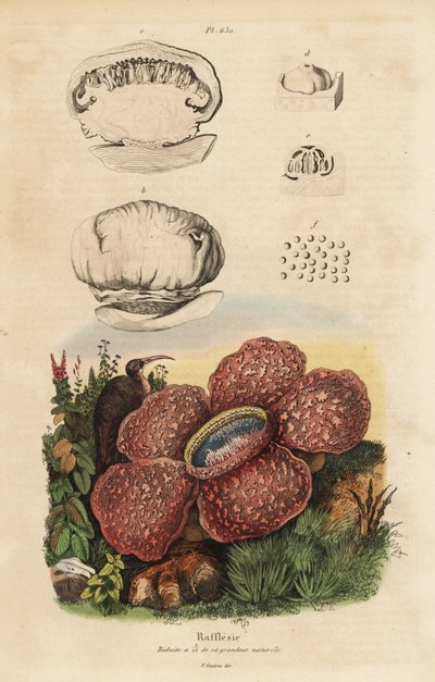 Rafflesia, Rafflesia arnoldii da Unbekannt