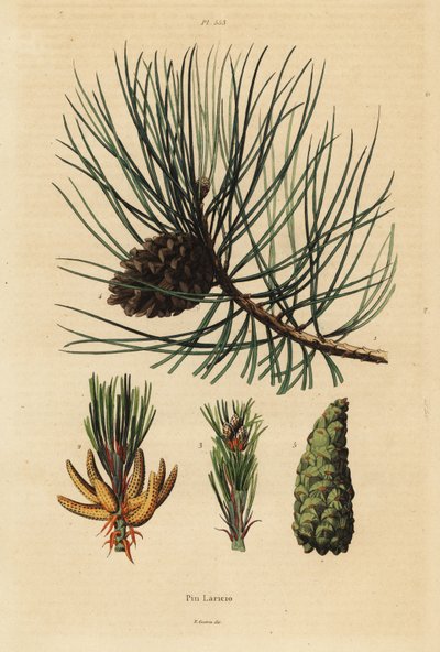 Pino corso, Pinus nigra subsp da Unbekannt