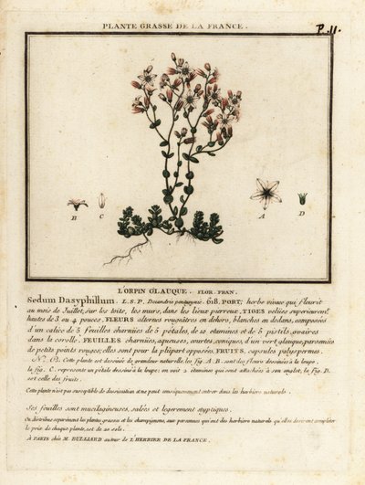Sedum dasyphyllum da Unbekannter Künstler