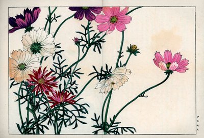 Specie di Cosmos con colori diversi dal bianco al rosa. Cosmos, Cosmos bipinnatus. Stampa xilografica a mano colorata da Seiyou Sokazufu (Album illustrato di piante e fiori occidentali: Autunno Inverno), Unsodo, Kyoto da Unbekannter Künstler