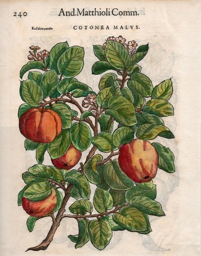 Cotonea Malvs. dai 