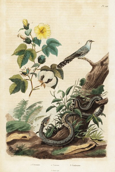 Cotone, cuculo e serpente d