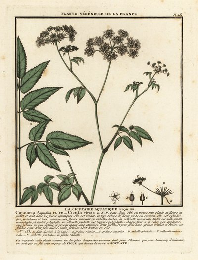 Cicuta virosa da Unbekannter Künstler
