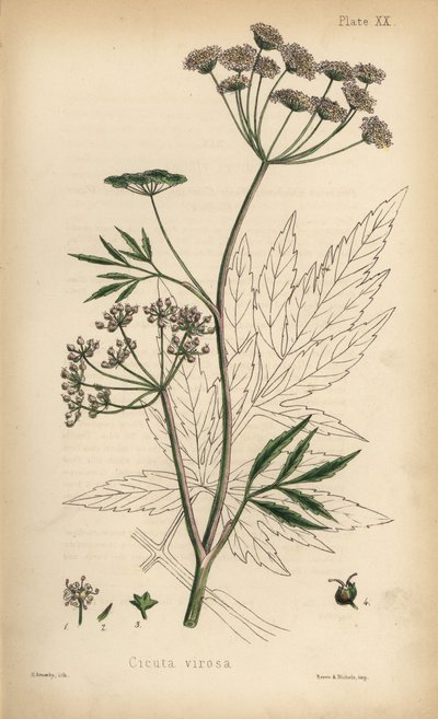 Cicuta virosa. Litografia colorata a mano di Henry Sowerby da Flora Homeopathica di Edward Hamilton, Bailliere, Londra da Unbekannter Künstler