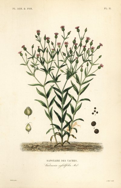 Vaccaria, Vaccaria hispanica da Unbekannt