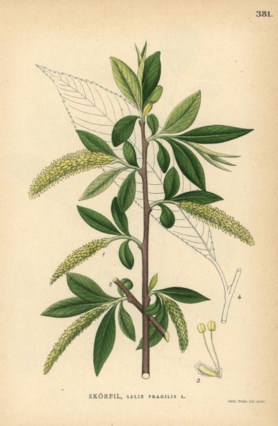 Salice fragile, Salix fragilis da Unbekannter Künstler
