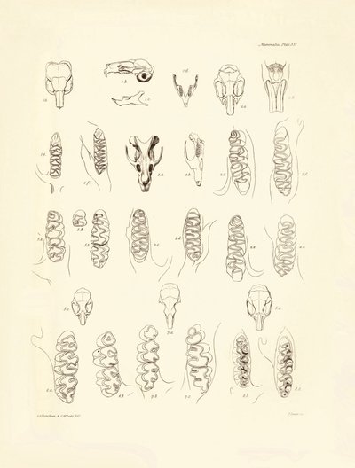 Gru e denti di vari tipi di roditori descritti da Charles Darwin durante il suo viaggio di esplorazione a bordo del Beagle. Tavola da 