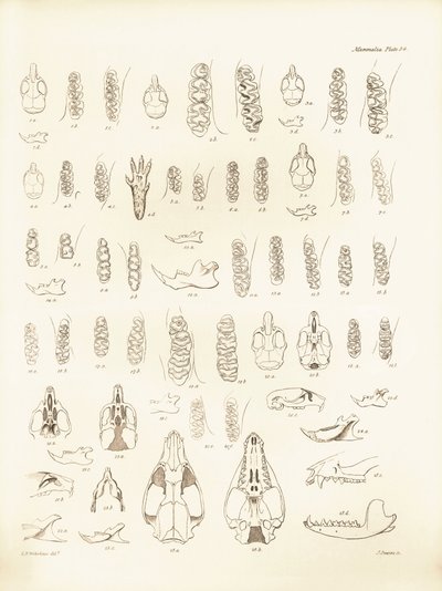 Cranio e denti di vari tipi di roditori descritti da Charles Darwin durante il suo viaggio di esplorazione a bordo del Beagle. Tavola da The Zoology of the voyage of H.M.S. Beagle sotto il comando del Capitano Fitzroy durante gli anni 1832-1836 da Unbekannter Künstler
