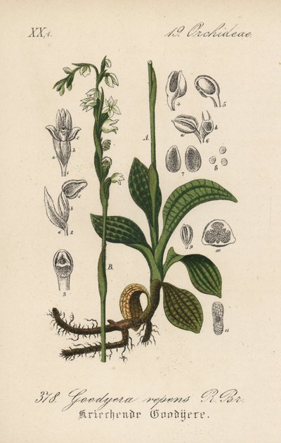 Goodyere strisciante - Treccia strisciante, Goodyera repens. Litografia colorata a mano da Flora tedesca di Diederich von Schlechtendal (Flora von Deutschland), Jena da Unbekannter Künstler