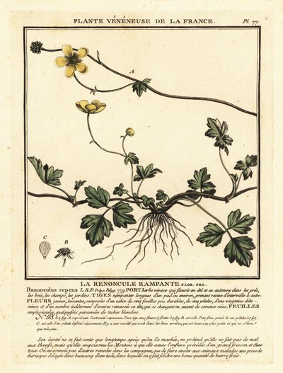 Ranuncolo strisciante, Ranunculus repens da Unbekannter Künstler