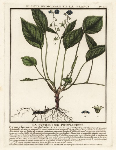Omphalodes verna da Unbekannter Künstler