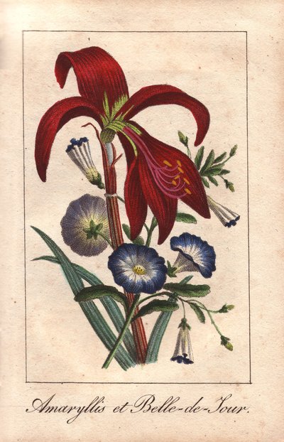 Amarillide cremisi e convolvolo nano, Hippeastrum e Convolvulus tricolor da Unbekannter Künstler