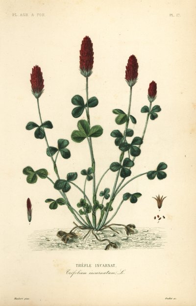Trifoglio incarnato o trifoglio italiano, Trifolium incarnatum da Unbekannt
